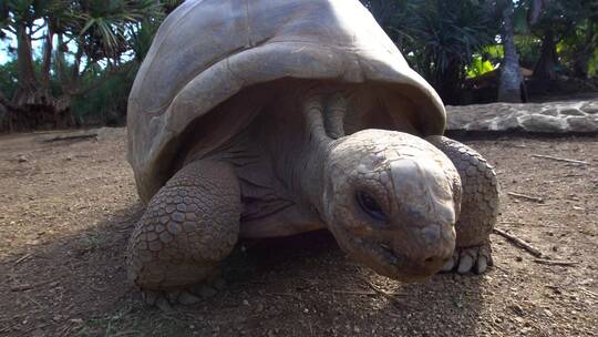 巨大的阿尔达布拉象龟往前爬行