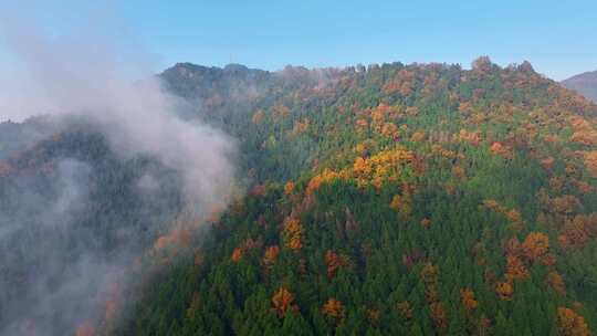 4K秋天山林唯美红叶航拍