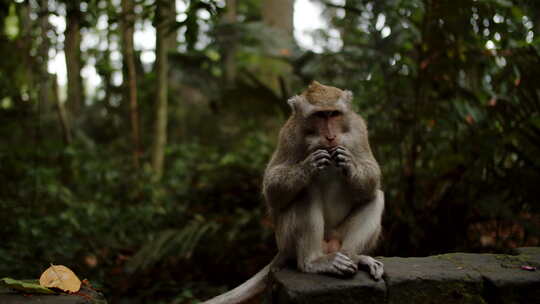 一只猴子靠着灌木丛坐在石头上吃花生