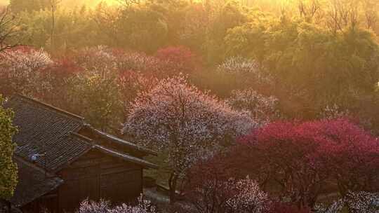 西溪湿地梅花航拍