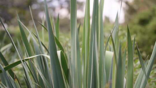 叶子，尖刺，Cordyline，常青树