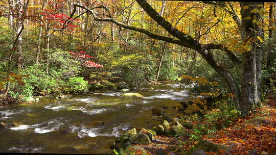 秋天森林里的小溪河流