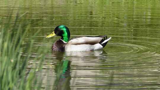 水塘里的绿头鸭
