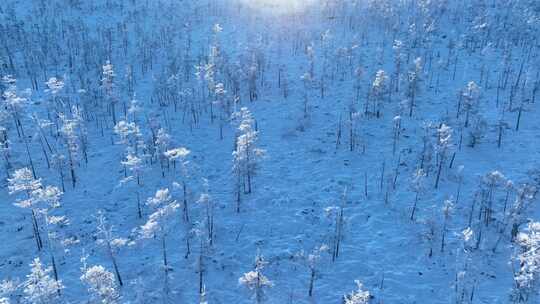 鸟瞰林海雪原阳光雪林