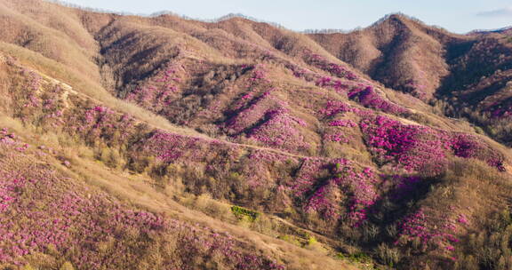 漫山遍野盛开的粉色花卉