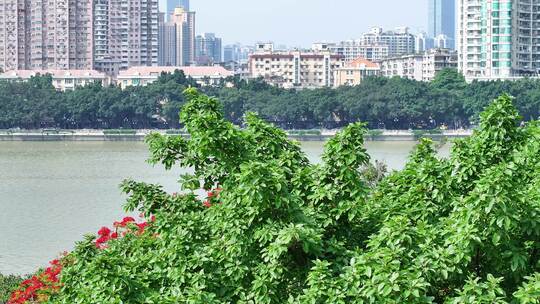 中国广东省广州市越秀区海印桥凤凰花