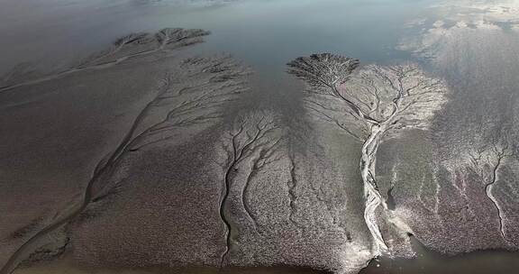 钱塘江大潮观潮潮汐树震撼的大地之树