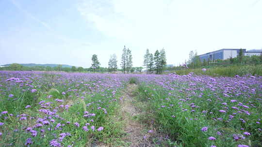 武汉洪山区光谷花海