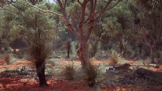 澳大利亚沙漠中的树木和石头
