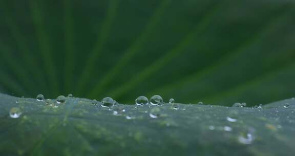 雨中荷叶雨点水珠01