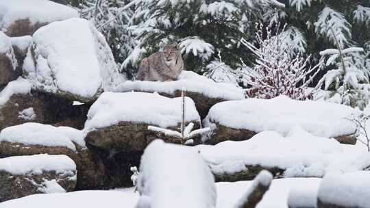 山猫，野猫，雪，物种