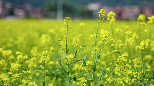 油菜花 春暖花开