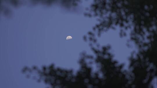 夜幕降临傍晚树影月亮风景视频素材模板下载