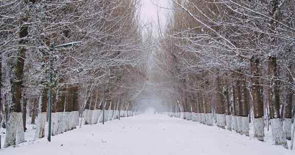 雪景冬天白雪覆盖的树林小路