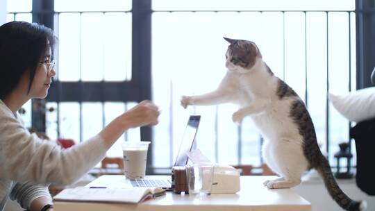 办公室养猫逗猫玩耍合集4k视频素材