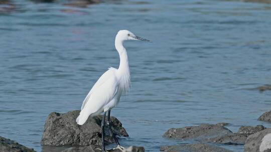 深圳湾鸟类栖息地自然风光视频