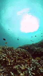珊瑚礁和鱼的水下场景