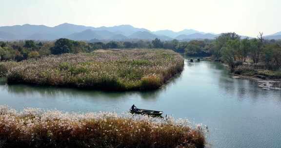 中国杭州西溪湿地秋芦飞雪坐摇橹船赏芦花