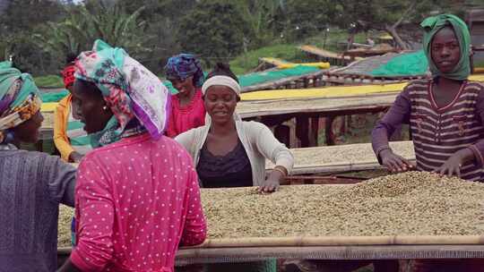 埃塞俄比亚咖啡种植园劳工手工晾晒视频素材模板下载