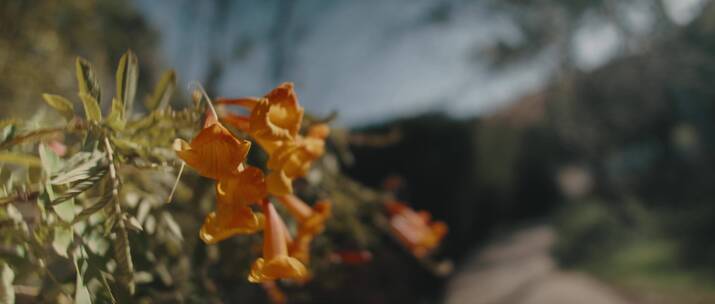 盛开的鲜花特写