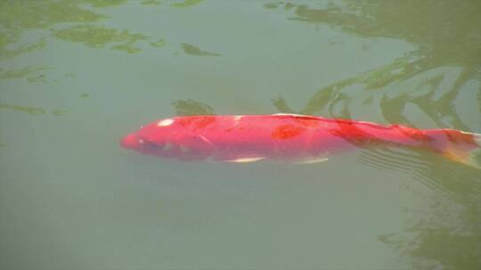 红色锦鲤在水中游动