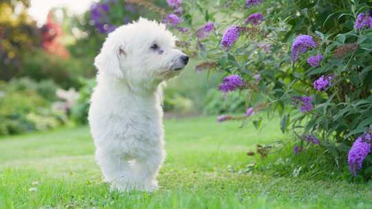 狗，花园，Coton De Tulear