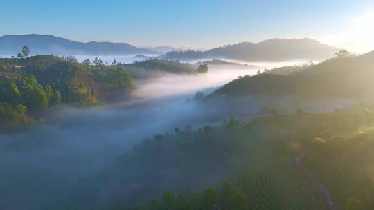 航拍云雾中的茶山