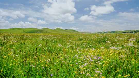 四川阿坝州若尔盖草原鲜花自然风光延时