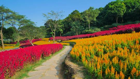 南宁青秀山穗冠花的花海花田