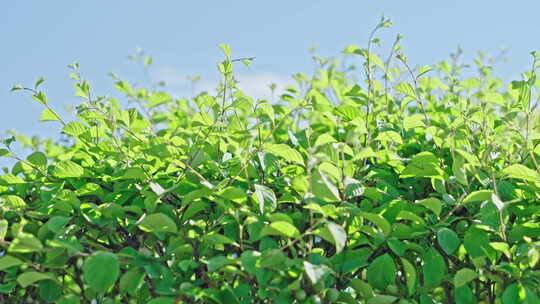 小清新夏日唯美空镜头 立夏 夏至