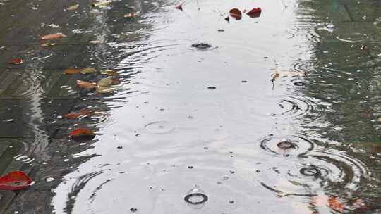 大自然雨季下雨雨滴树林树叶雨水