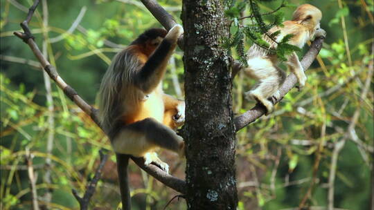 金丝猴坐在树枝上6
