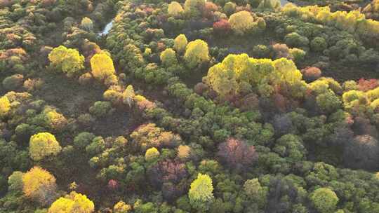 航拍秋天茂密的彩色丛林