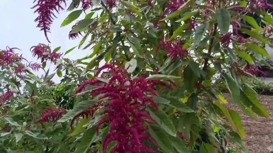 紫红色植物