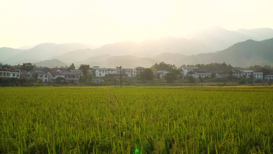 南岳衡山水帘洞风景区乡村稻田风光