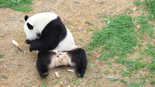 4K坐在那开心吃竹笋的国宝大熊猫视频素材模板下载