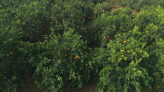 橙子树横移拍摄视频素材模板下载