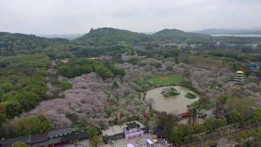 航拍武汉东湖樱园樱花春季东湖风景区