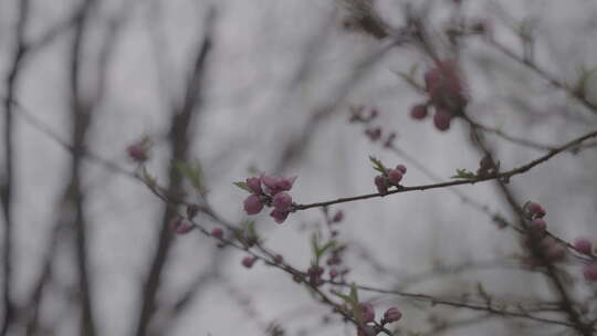 4K桃花桃花林