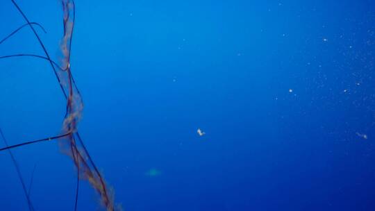 【镜头合集】特写深海神秘巨型水母海蜇