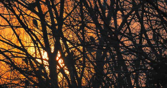 夕阳下的树上的鸟窝和鸟