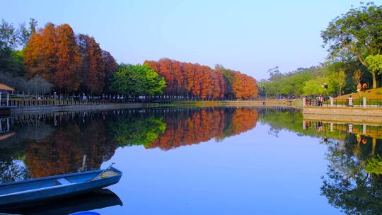 广州麓湖公园落羽杉红叶倒映水面唯美风景