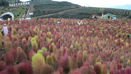 浪漫的乡村振兴植物植被地肤草