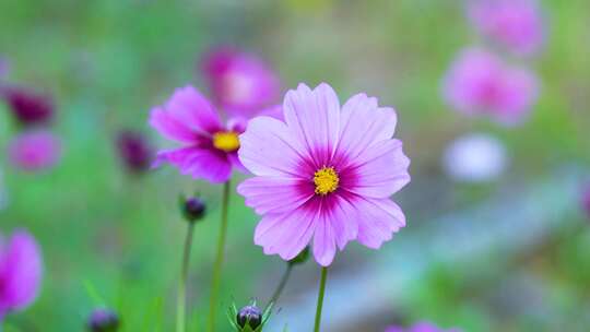 格桑花合集 格桑花海 野花盛开 格桑花升格