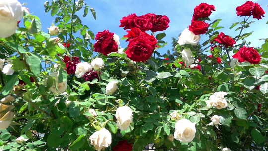 花园里的红白玫瑰视频素材模板下载