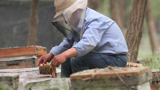 养蜂人观察养蜂场的蜜蜂视频素材模板下载