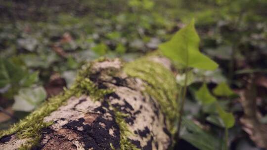 苔藓生长在倒下的树枝上视频素材模板下载
