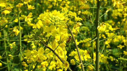 油菜花 蜜蜂采蜜