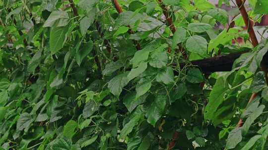 绿色植物庄家绿叶豆角种植下雨雨天