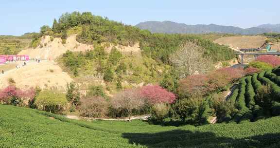 福建漳平龙岩永福樱花茶园